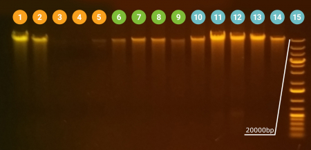 31573, LUMISPIN® UNI, НАБОР ДЛЯ ВЫДЕЛЕНИЯ ДНК НА СПИН-КОЛОНКАХ ИЗ ЛЮБЫХ БИООБРАЗЦОВ, 100 MINIPREPS