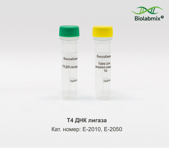 Т4 ДНК ЛИГАЗА