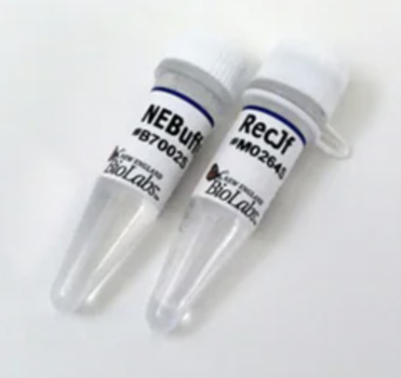 ДНК МОДИФИЦИРУЮЩИЙ ФЕРМЕНТ ЭКЗОНУКЛЕАЗА RECJF (30 000 Е.А./МЛ, 1 000 Е.А.), АРТ. M0264 S, NEW ENGLAND BIOLABS