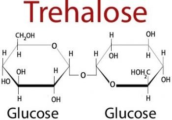 ТРЕГАЛОЗА ДИГИДРАТ, ?98%, 1 КГ, АРТ. H0001, YACOO