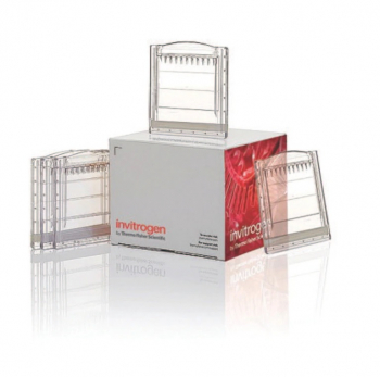 МИНИ-ГЕЛИ NOVEX™ WEDGEWELL™ 10%, TRIS-GLYCINE, 10-WELL, 1.0 ММ, 10 ШТ, АРТ. XP00100BOX, INVITROGEN