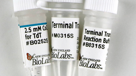 ТЕРМИНАЛЬНАЯ ТРАНСФЕРАЗА (20 000 Е.А./МЛ, 2 500 Е.А.)