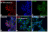 АНТИТЕЛА GOAT ANTI-MOUSE IGG (H+L) HIGHLY CROSS-ADSORBED SECONDARY ANTIBODY, ALEXA FLUOR PLUS 555, АРТ. A32727, THERMO FISHER SCIENTIFIC