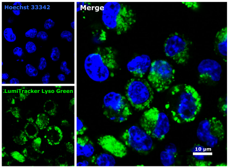 11201, LUMITRACKER® LYSO GREEN, 20 X 50 UL