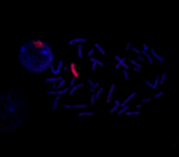 ДНК-ЗОНД НА Х-ХРОМОСОМУ ЧЕЛОВЕКА (WCP X), 10X ТЕСТОВ (100 МКЛ)