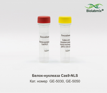БЕЛОК-НУКЛЕАЗА CAS9 - NLS