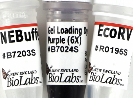 ДНК МОДИФИЦИРУЮЩИЙ ФЕРМЕНТ ЭНДОНУКЛЕАЗА РЕСТРИКЦИИ ECORV, РЕКОМБИНАНТНАЯ (20 000 Е.А./МЛ, 4 000 Е.А.), АРТ. R0195 S, NEW ENGLAND BIOLABS