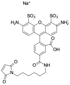 AF 488 МАЛЕИМИД, 25 MG, 41880