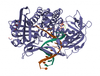 PHI29 ДНК-ПОЛИМЕРАЗА С БУФЕРОМ, 1 000 Е.А.,10 Е.А./МКЛ