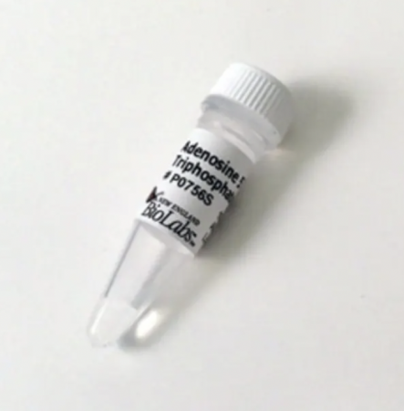 АДЕНОЗИН 5'-ТРИФОСФАТ (АТФ) (10 ММ, 1 МЛ), АРТ. P0756 S, NEW ENGLAND BIOLABS