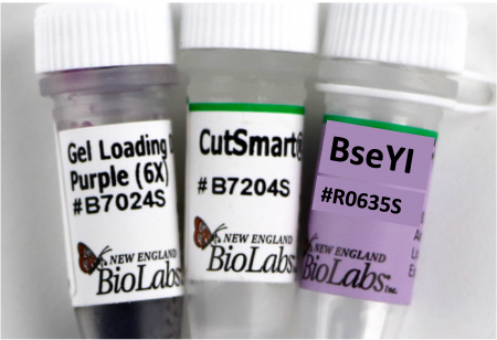 ДНК МОДИФИЦИРУЮЩИЙ ФЕРМЕНТ ЭНДОНУКЛЕАЗА РЕСТРИКЦИИ BSEYI, РЕКОМБИНАНТНАЯ (5 000 Е.А./МЛ, 100 Е.А.), АРТ. R0635 S, NEW ENGLAND BIOLABS