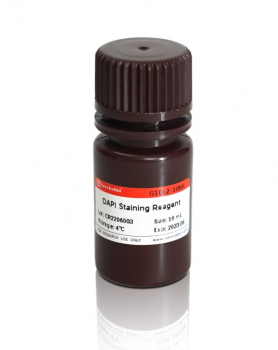 КРАСИТЕЛЬ DAPI (4',6-ДИАМИДИН-2-ФЕНИЛИНДОЛ), 2 МКГ/МЛ, ГОТОВЫЙ К ИСПОЛЬЗОВАНИЮ, 10 МЛ